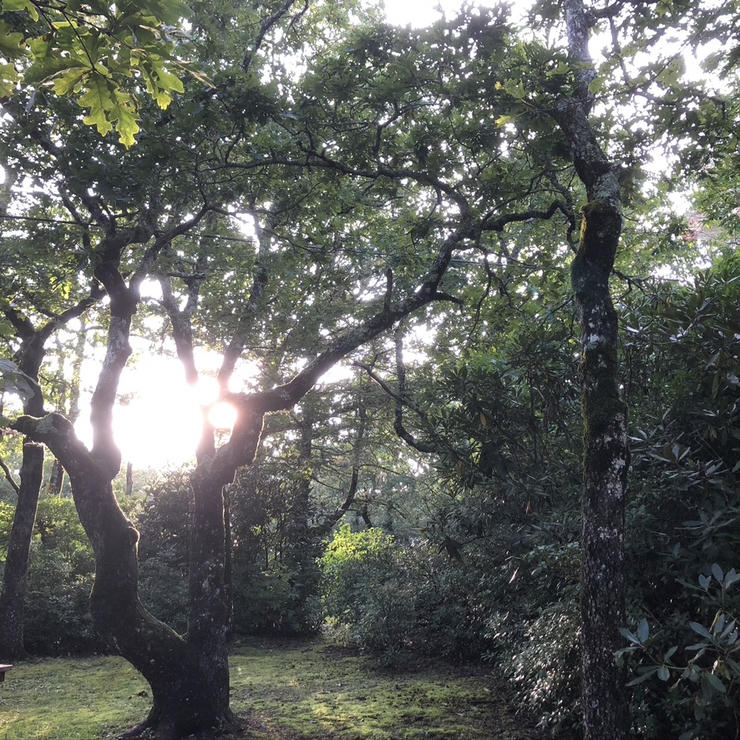 Photo on The Mountain, a stunning forest scene